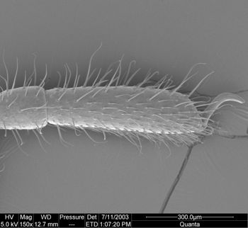 Media type: image;   Invertebrate Zoology 134644